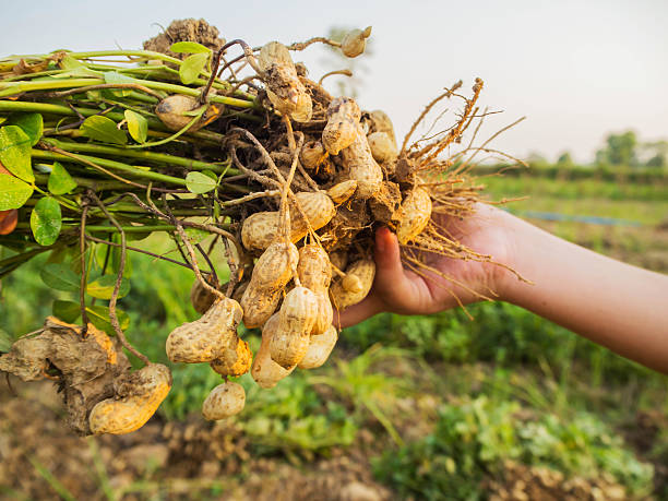 healthy groundnuts