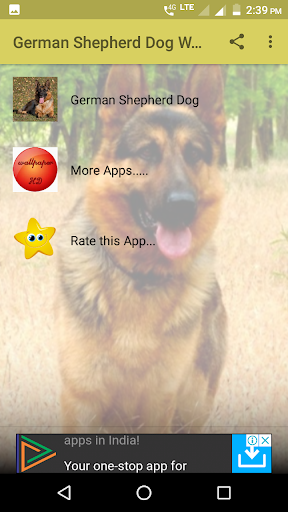 German Shepherd Dog Wallpapers