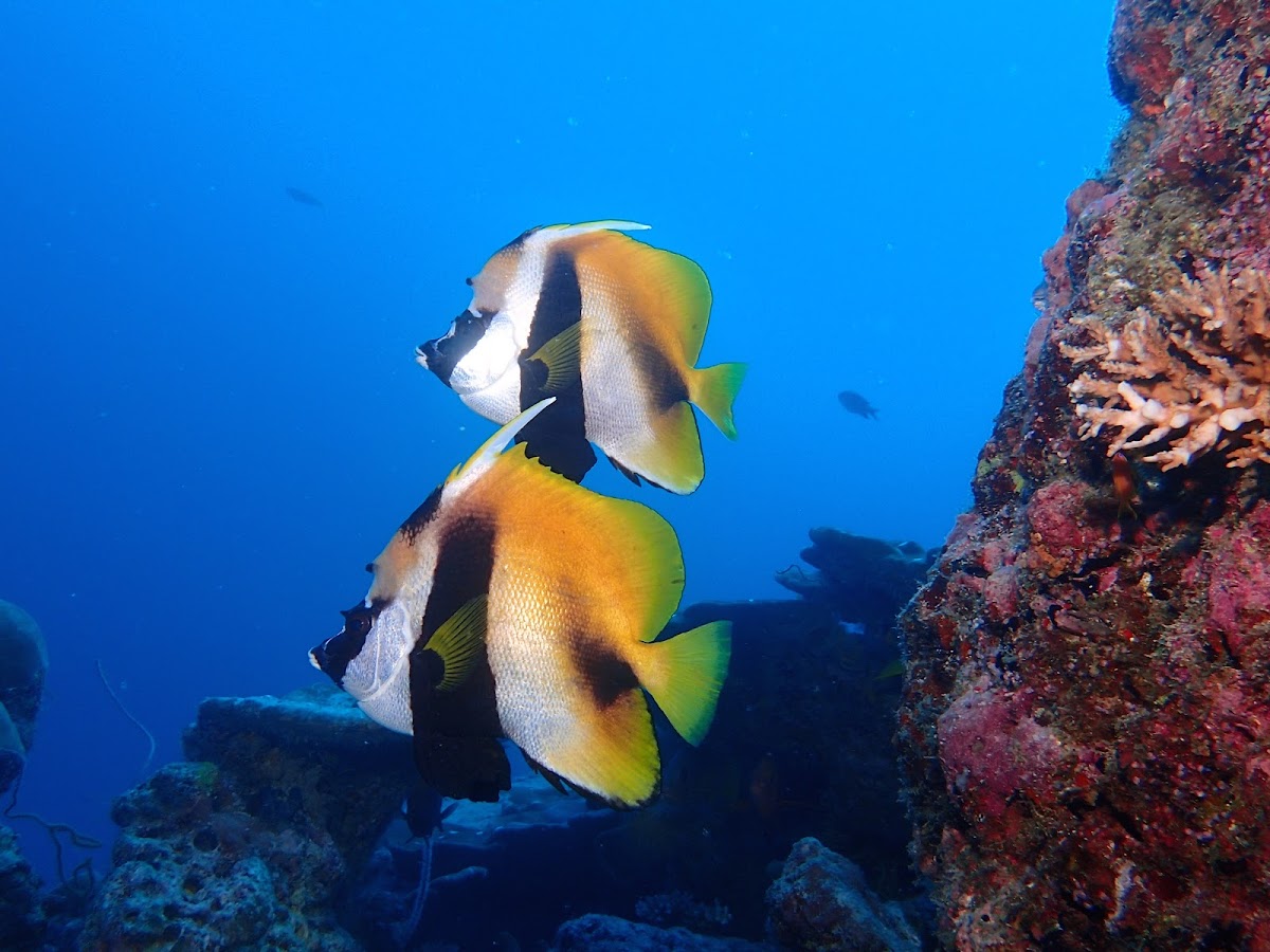 Masked Bannerfish