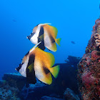 Masked Bannerfish