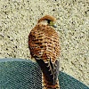 Common Kestrel