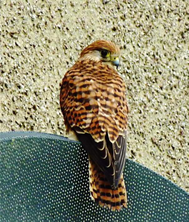 Common Kestrel