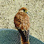 Common Kestrel