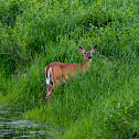 White-tailed Deer