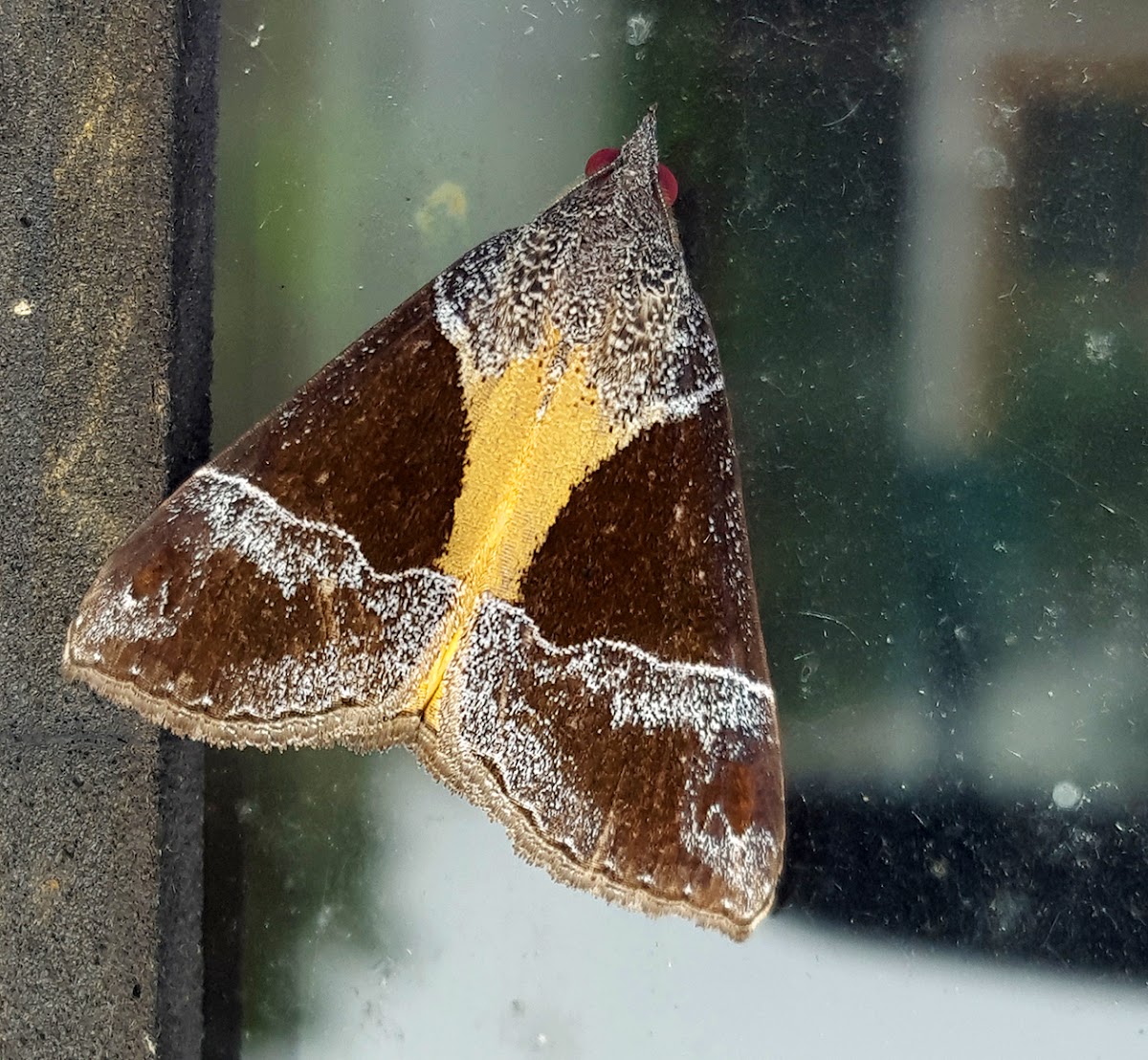 Yellow Underwing Snout