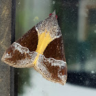 Yellow Underwing Snout