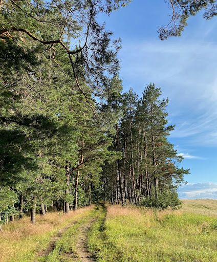 durch Wälder spazieren