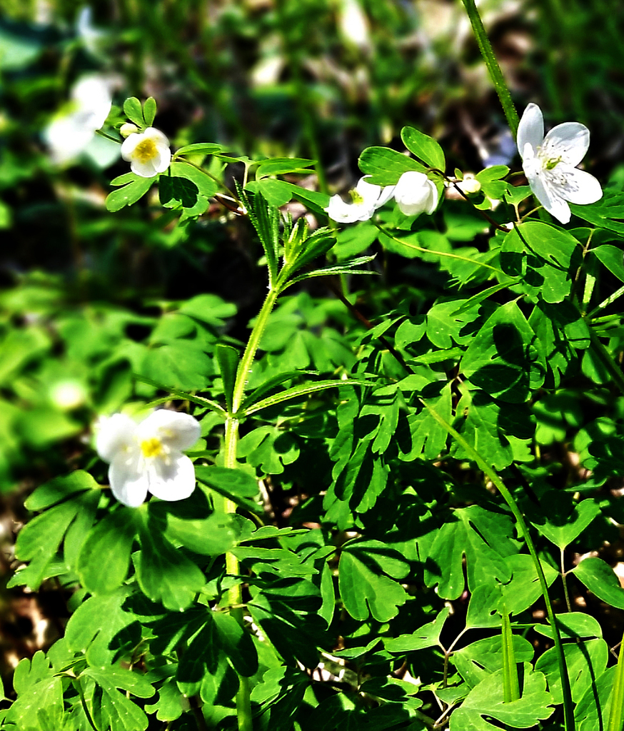 False Rue Anemone