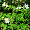 False Rue Anemone