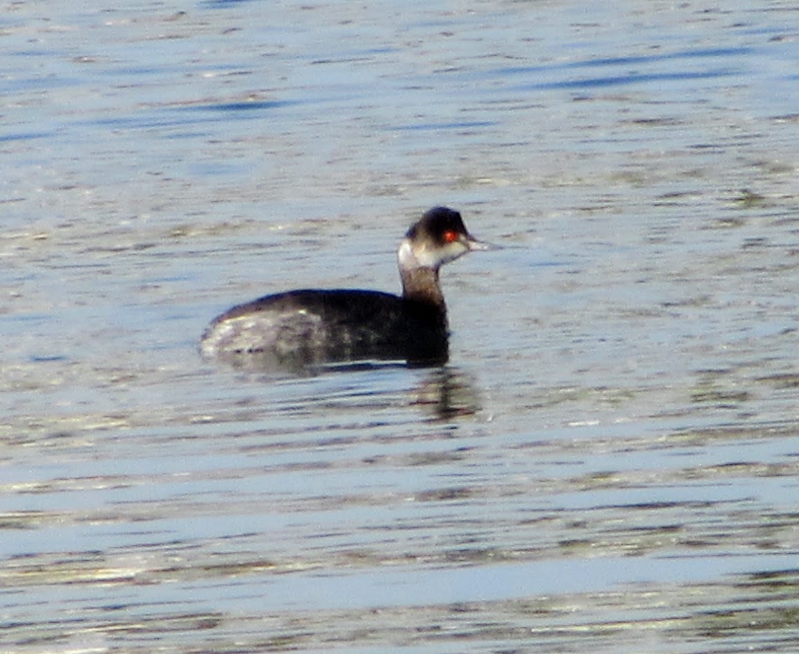 Eared Grebe