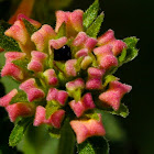 Wild-sage buds