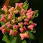 Wild-sage buds