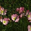 Pink Evening Primrose/ Pink Ladies