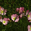 Pink Evening Primrose/ Pink Ladies