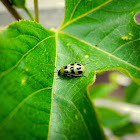 Spotted Cucumber Beetle