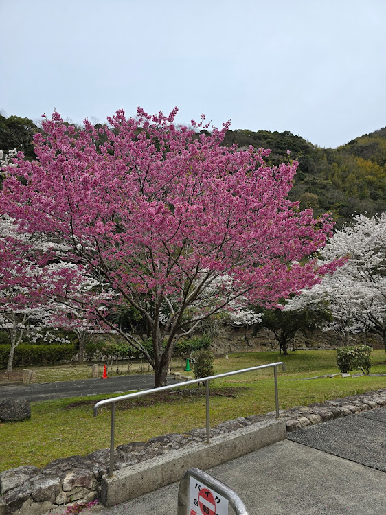 グレイスの桜コラボ・力丸ダム辺りに関するカスタム事例の投稿画像6枚目