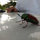 Jewel Beetle