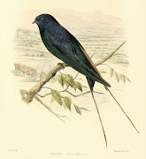 Drawing of Hirundo atrocaerulea or the Blue Swallow. From 