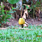 Cashew fruit{ripe}