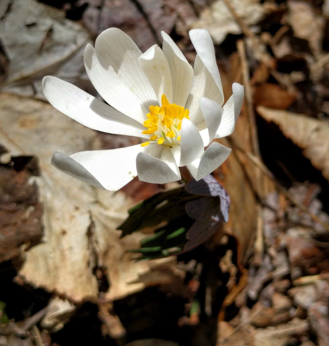 Bloodroot