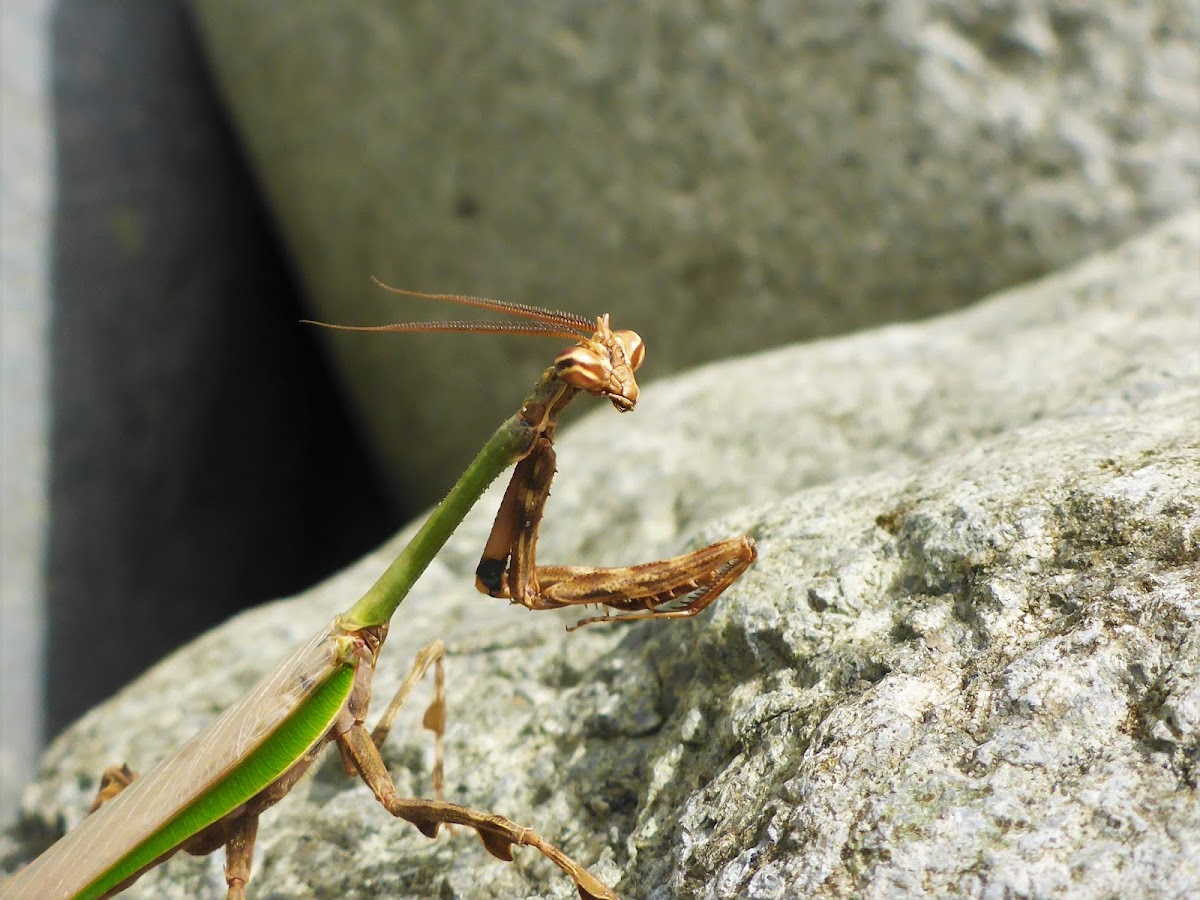 Praying mantis