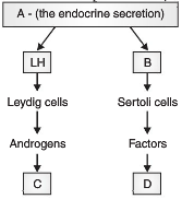 Spermatogenesis