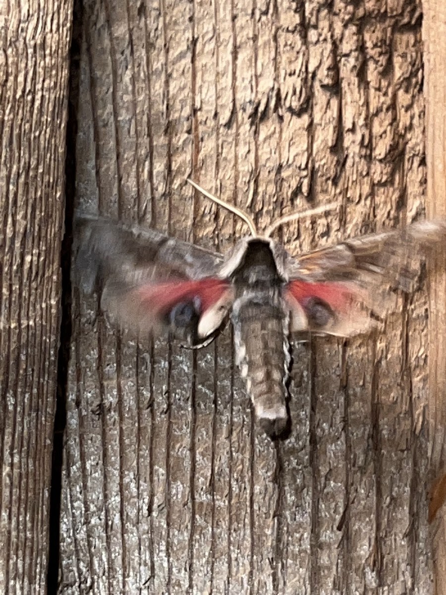 One-Eyed Sphinx Moth