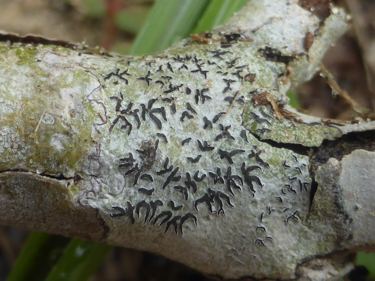 Leiorreuma Lichen