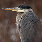 Great Blue Heron (Juvenile)