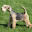 Lakeland Terrier Themes & New Tab