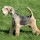 Lakeland Terrier Themes & New Tab