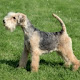 Lakeland Terrier Themes & New Tab