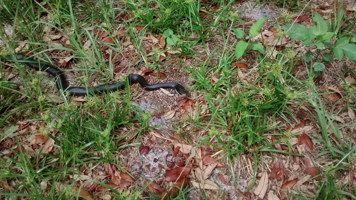 Southern Black Racer