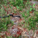 Southern Black Racer