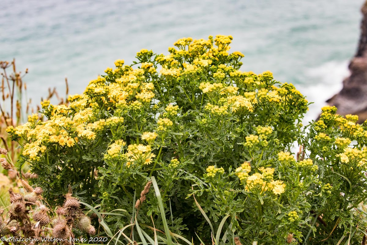 Hoary Ragwort