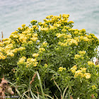 Hoary Ragwort