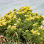 Hoary Ragwort