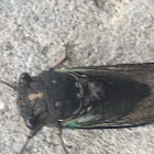 Dark Lyric Cicada