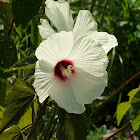 Swamp Rose Mallow