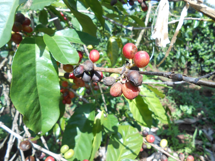 Coffee cherries in Kavita Makau's farm in Kangundo, Machakos