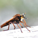 Robber Fly