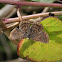 Red-bordered Metalmark