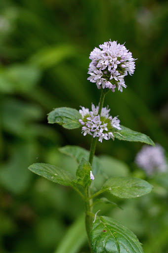 Mentha aquatica