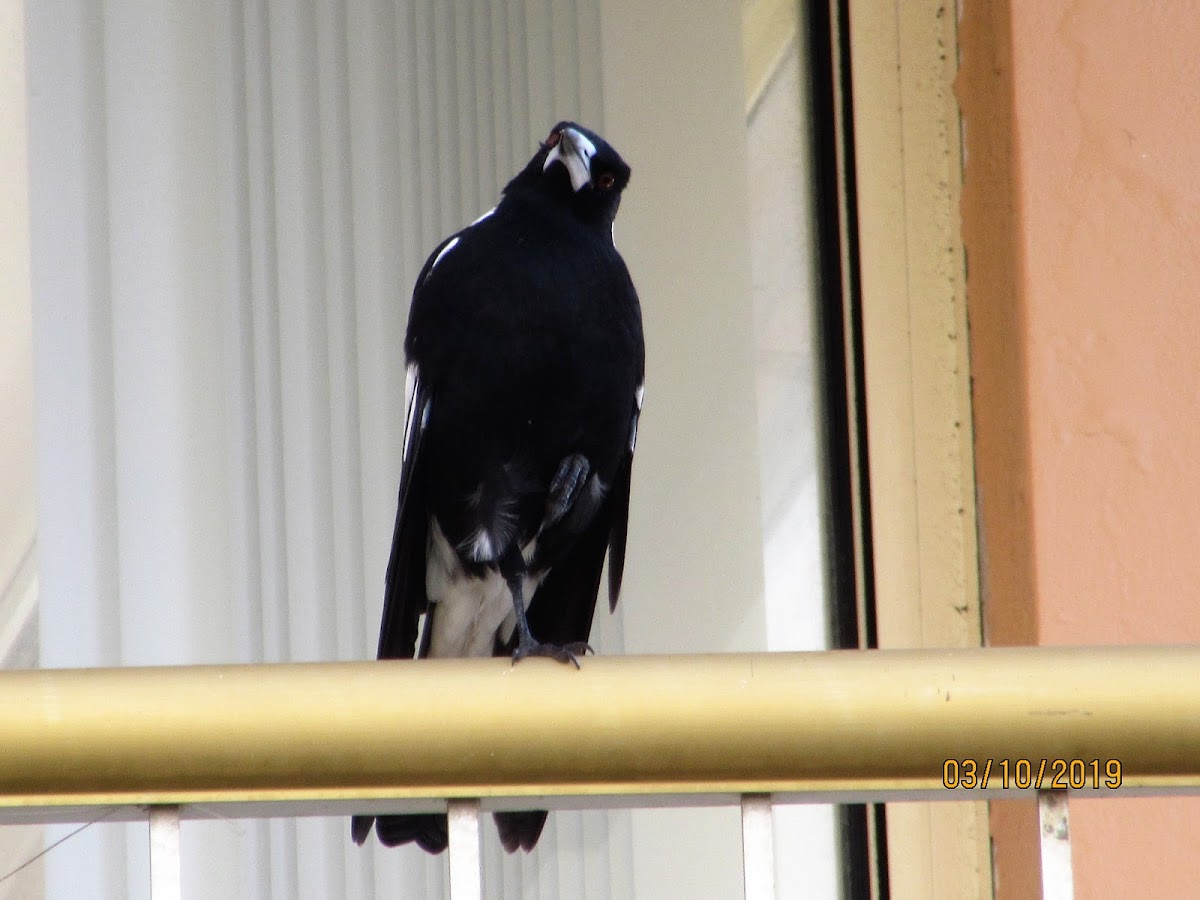 Australian Magpie(Male)