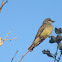 Cassin’s Kingbird