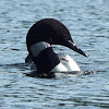 Common Loon