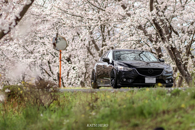 アテンザの桜とコラボ🌸・サクラと愛車・MAZDA・discover_ctに関するカスタム事例の投稿画像1枚目
