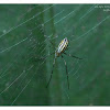 Nephila pilipes 斑絡新婦蛛(幼蛛)