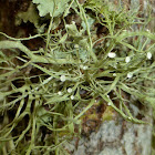 Strap Lichen