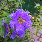 Pride of India or Giant crepe-myrtle